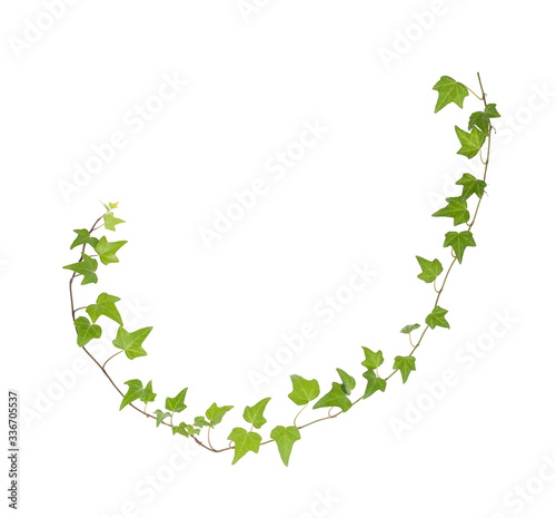 Fototapeta na drzwi i meble green ivy isolated on a white background.