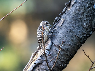 Japanese pygmy woodpecker on a tree 2