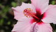 Pink open flower closeup