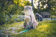 Ragdoll Katze hilft bei Gartenarbeit aus