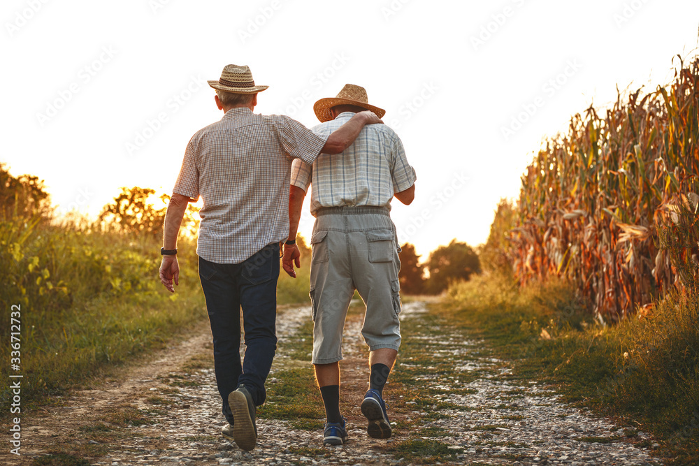 Two old friends.Two senior friends walks trough corn field on sunset. - obrazy, fototapety, plakaty 