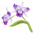 Watercolor orchid cattleya branch, hand drawn floral illustration isolated on white background.