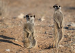 two meerkat on the lookout