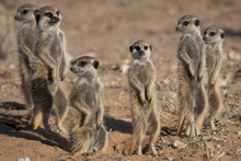 A Family Of Meerkat On Guard