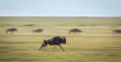 herd of wildebeest migrating in east africa