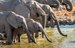 Elephant herd drinking at a waterhole