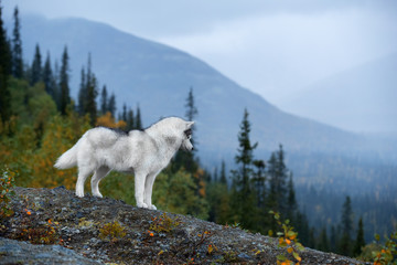 Wall Mural - Beautiful dog in a Beautiful mountain landscape. Siberian Husky on the background of mountains