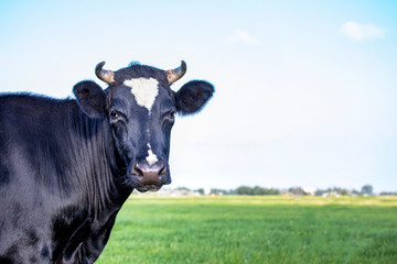 Looking around the corner, head of a pretty cow with horns, in a green pasture