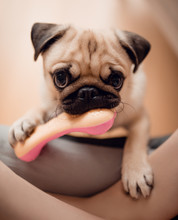 Cute Baby Puppy Pug Chewing On Dog Toy Pink Rubber Bone, Close-up