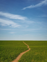Narrow Footpath Across A Growing Wheat Green Field Below A Blue Sky. Natural Spring Vertical Orientation Minimalist Background. Peaceful Scene With A Path To The Horizon, Idyllic Rural Landscape.