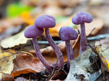 Amethyst Deceiver In The Leaf Litter On The Forest Floor