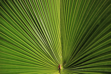 Natural Green Textured Background Hd. Palm Leaf Close-up.