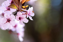Redbud Spring Blooms