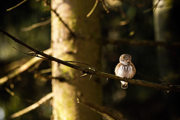 Wall Mural - Small eurasian pygmy owl sitting on a branch in forest at sunrise with rays shining on a tree behind it and casting shadows. Resting little bird of prey in woodland. Animal wildlife in nature.