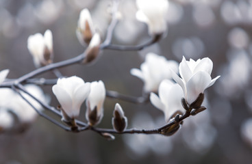 Canvas Print - Magnolia tree blossom.