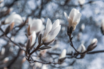 Wall Mural - Magnolia tree blossom.