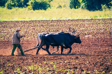 Cuban farmer ploughing field with plough pulled by oxen on tobacco plantation.. The Vinales Valley (Valle de Vinales), Pinar del Rio, Cuba.