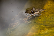 Cape River Frog At Water Edge
