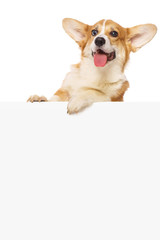 Sticker - Welsh corgi puppy over a white placard