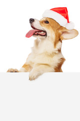 Canvas Print - Welsh corgi puppy over a white placard wearing Santa hat