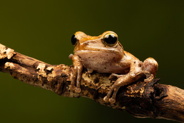 Macro shot of a frilled tree frog