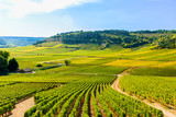 Fototapeta  - Beautiful view of the  vineyards in Burgundy, France
