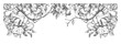 sketch of apple branches on a white background. engraving or drawing.
