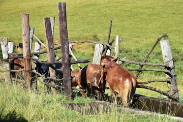 Wall Mural - cattle farming in Swaziland,south Africa
