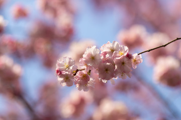 sakura. beautiful pink cherry blossom in springtime