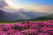 © Vitalii_Mamchuk - From the lawn covered with pink rhododendrons the picturesque view is opened to high mountains, valley, blue sky in summer time. Concept of nature rebirth. Location Carpathian, Ukraine, Europe.