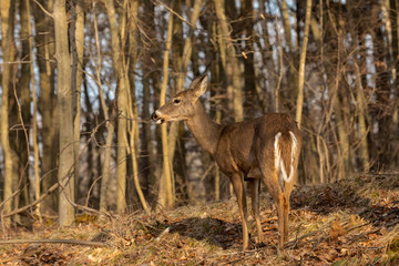 Fototapete - White-tailed deer  in spring forest.  Spring time when they  losing their winter fur.