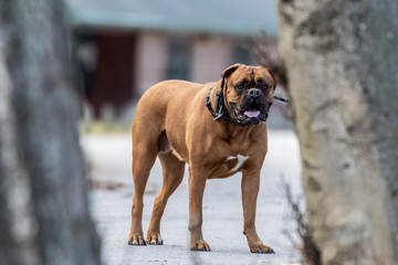 Poster - Boxer dog in the citi park