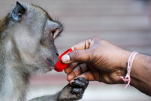 Close-up Of Hand Giving Drink To Monkey