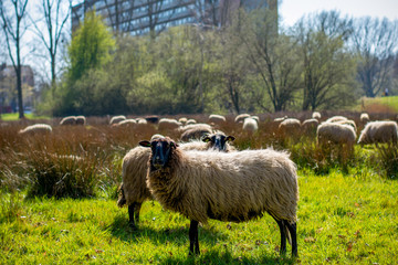 Staring sheep. A flock of sheep on a sunny day in the middle of a city with an apartment building in the background.