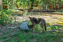 Homeless Skinny Dog In Abandoned Amusement Park Of Attractions In Ghost City Of Pripyat In Chernobyl Exclusion Zone