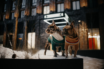 Wall Mural - two french bulldog dogs posing outdoors in winter together