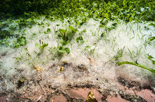Heat, July. The Footpath Is Paved With Red Brick Paving Slabs, Green Grass Stands In A Snowdrift Of White Poplar Fluff