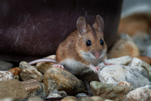 Wood Mouse - Apodemus Sylvaticus Is Murid Rodent Native To Europe And Northwestern Africa,  Common Names Are Long-tailed Field Mouse, Common Field Mouse, And European Wood Mouse