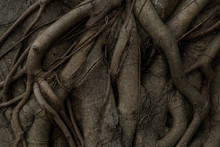 Full Frame Shot Of Roots