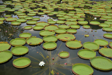 Sticker - Water lily leaf