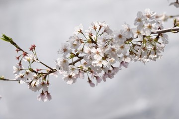 Canvas Print -  Cherry blossoms in full bloom / Japanese spring scenery.