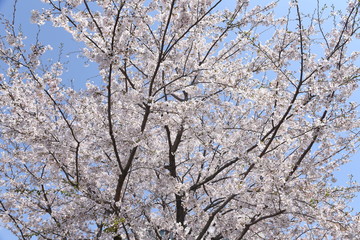 Canvas Print -  Cherry blossoms in full bloom / Japanese spring scenery.