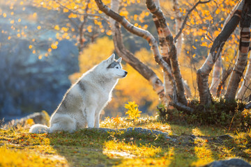 Wall Mural - Siberian Husky in the autumn forest of the North