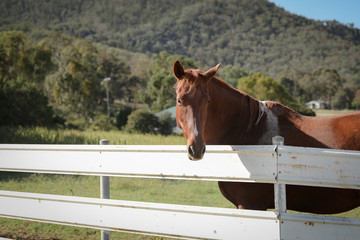 horse standing at farm gate along beautiful country lane