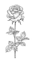 Wall Mural - Hand drawn Monochrome  Rose Bud  with Leaves