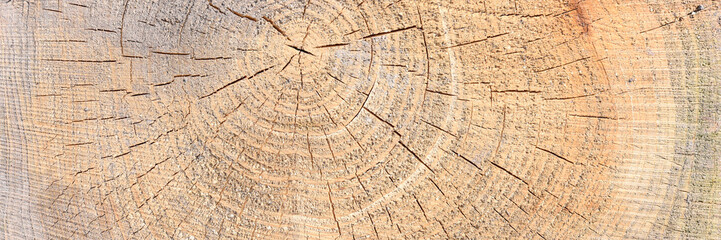Cut of tree as texture