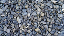 Texture Of Sea Pebbles. Gray-blue Sea Pebbles Structure. Smooth Oval Ocean Stones. Decor Concept