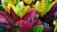 Colorful Croton Leaves. Multi-colored Bright Leaves Multi-colored Bright  Codiaeum Variegatum Leaves. Texture Of Colored Leaves Background. Yellow, Green Red Burgundy. 