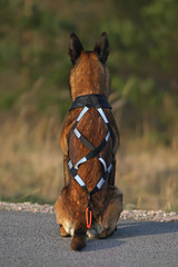 Obedient Belgian Shepherd dog Malinois posing outdoors on an asphalt wearing a black X-back sleddog harness with reflectors. Backside view