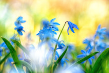 Spring Bluebells Close-up. Small Blue Flowers In A Clearing In The Forest. Abstract Floral Background In Soft Focus